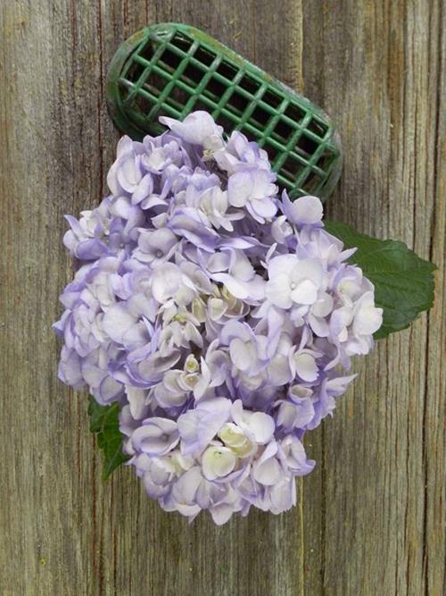 Painted Lavender #6  Tinted Hydrangeas